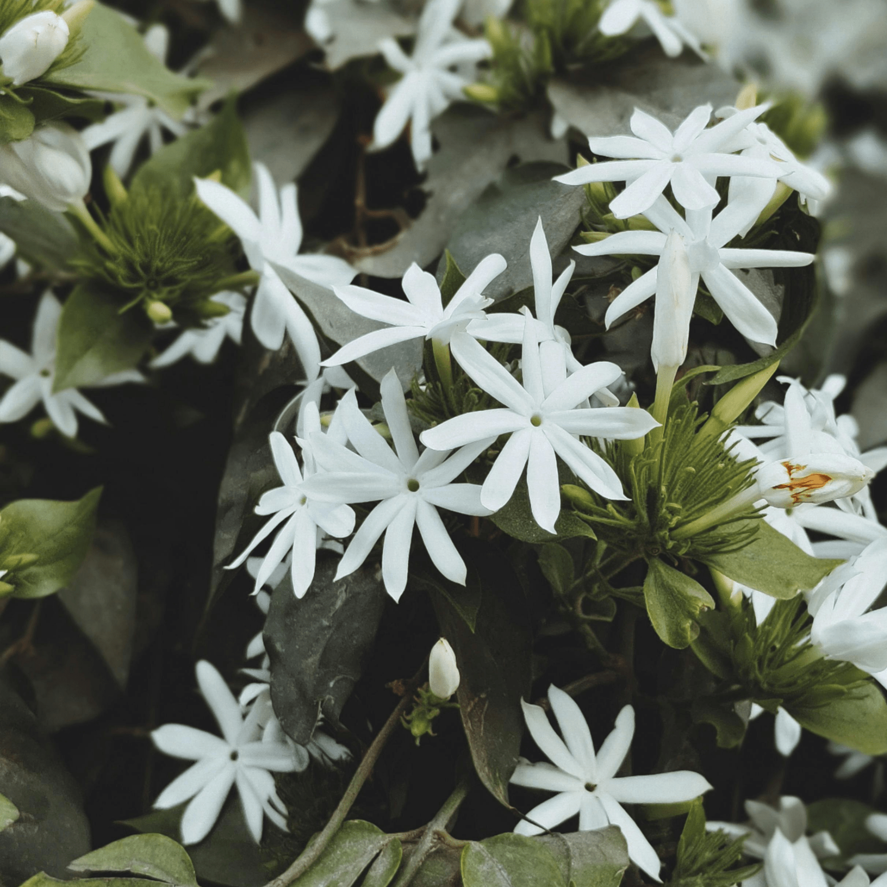 Huile cuticules Last night - NAILS FRS